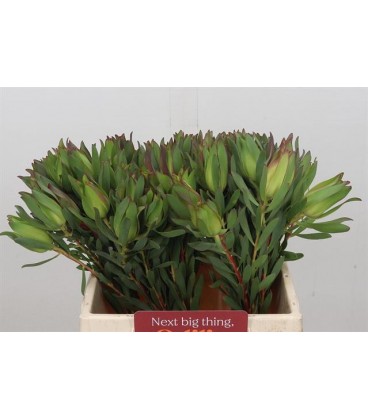 Leucadendron laurel yellow 80 cm