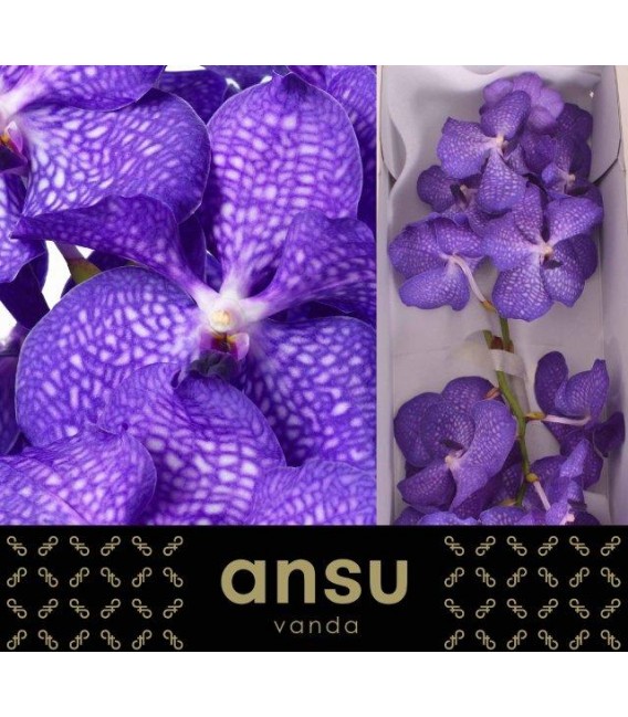 Vanda Blue Magic x 16