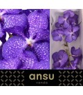 Vanda Blue Magic x 16