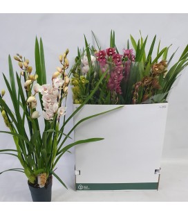 Cymbidium mix Ø14 h 85 3 B