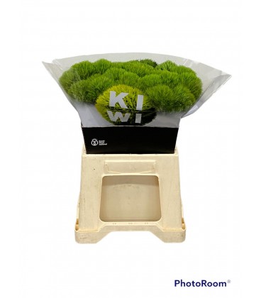 Dianthus Kiwi Mellow 65 cm