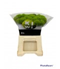 Dianthus Kiwi Mellow 45 cm