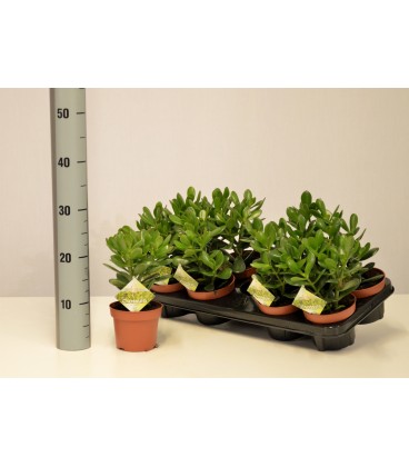 Crassula Ovata Ø 12h 20