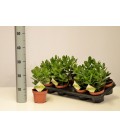 Crassula Ovata Ø 12h 19