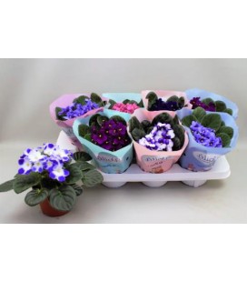 Saint Paulia mix Ø 12