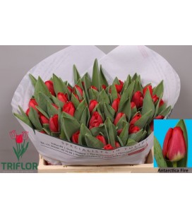 Tulipe Antartic fire