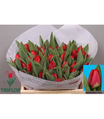 Tulipe Antartic fire