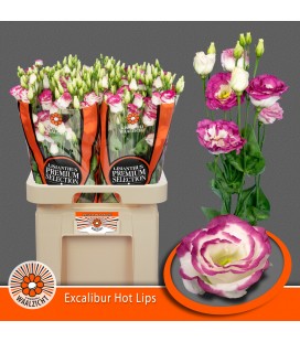 Lisianthus Excal Hot lips bicolor