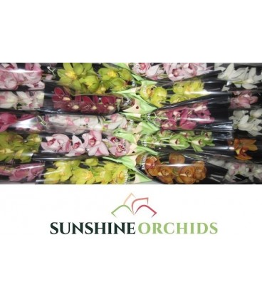 Cymbidium mix 40 cm