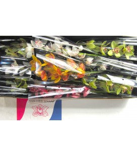 Cymbidium Mix 60 cm