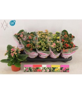 Kalanchoe pot de 10.50