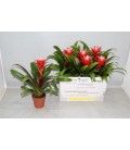 Guzmania Hope Ø12 h 40