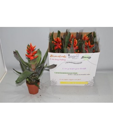 Aechmea elegant flam pot de 12 h 50