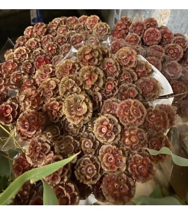Scabieuse stelata teinté 60 cm