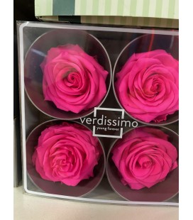 Rose Stab Premium 4 tetes Fuschia