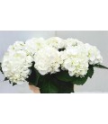 Hortensia M ivoor 65 cm