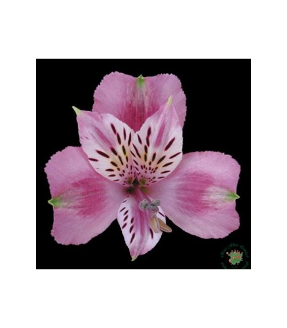 Alstromeria Lambada 60 cm