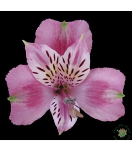 Alstromeria Lambada 60 cm