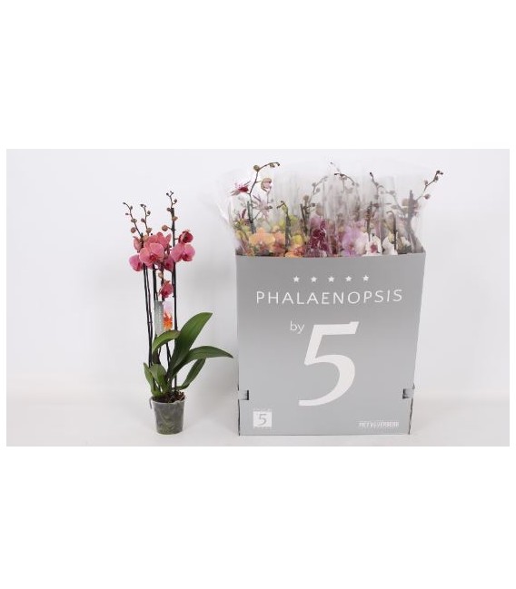 Phalaenopsis 4 Branche  6 couleurs