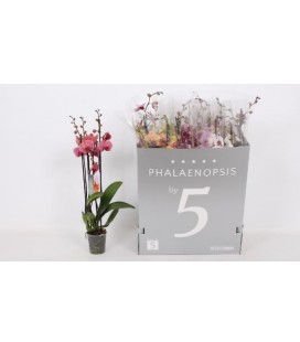 Phalaenopsis  6 coul Ø 12 h 70 4 b