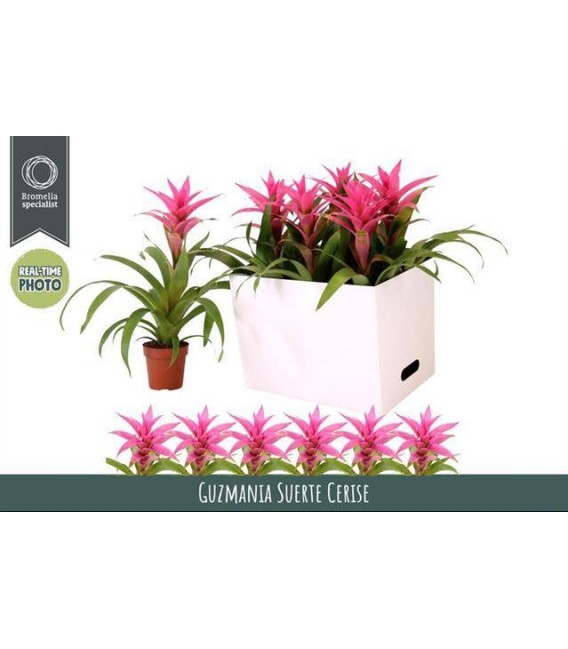 Guzmania Suerte Ø 12 h 45