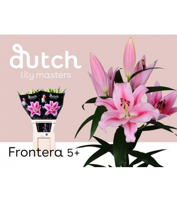 Lys Frontera 90 cm