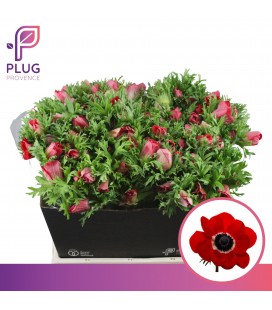 Anemone Co Mar Red 45 cm