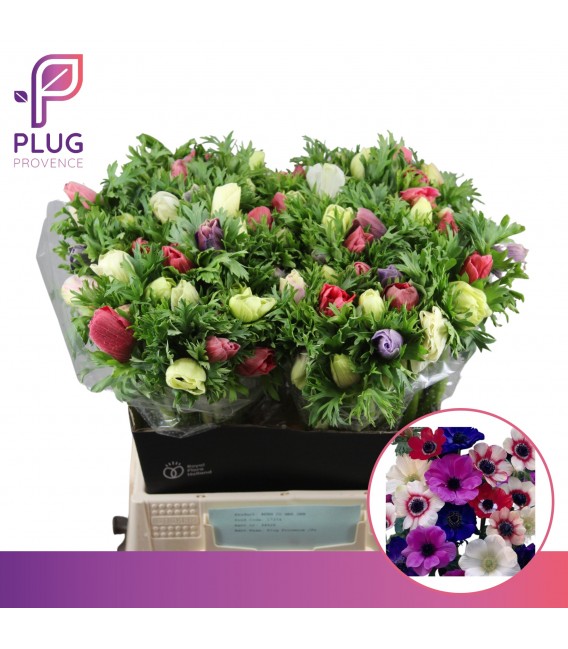 Anemone mix 35 cm