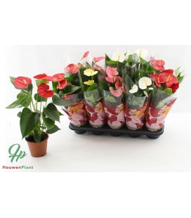 Anthurium Mix 5 coul Ø 12