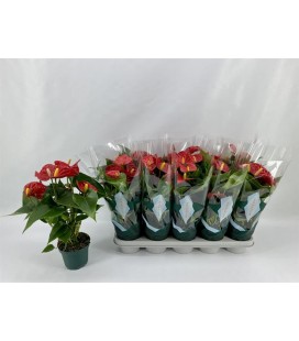 Anthurium Aristo pot de 12