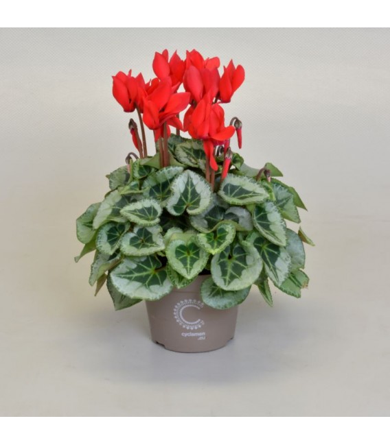 Cycla mini pot de 10.5 rouge/ blanc