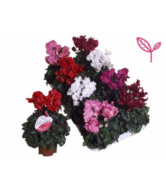 Cyclamen Mini  Merenque pot de 10