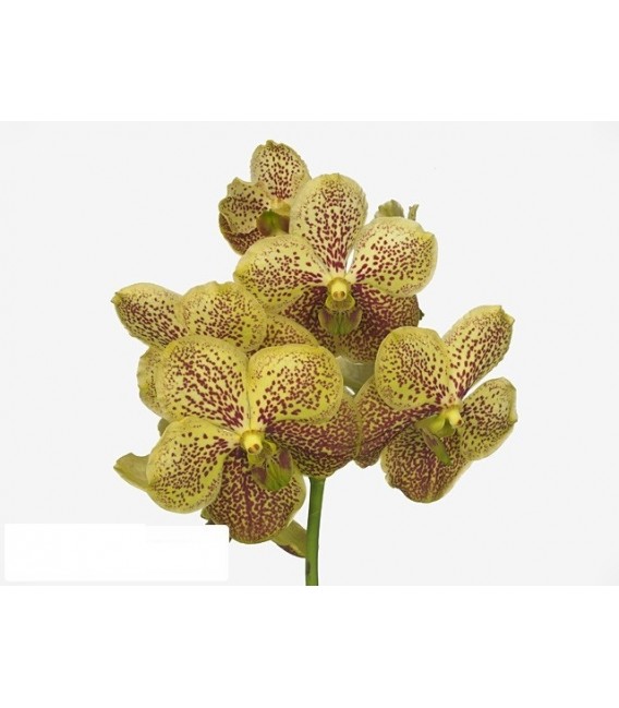 Vanda Banana spot x16