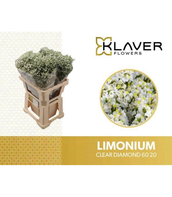 Limonium blanc