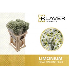 Limonium Clear Diamond 60 cm