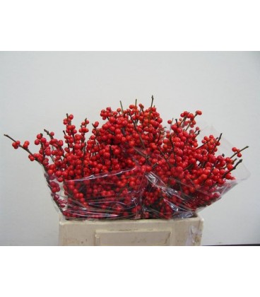 Ilex bais rouge 40 cm