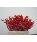 Ilex bais rouge 40 cm