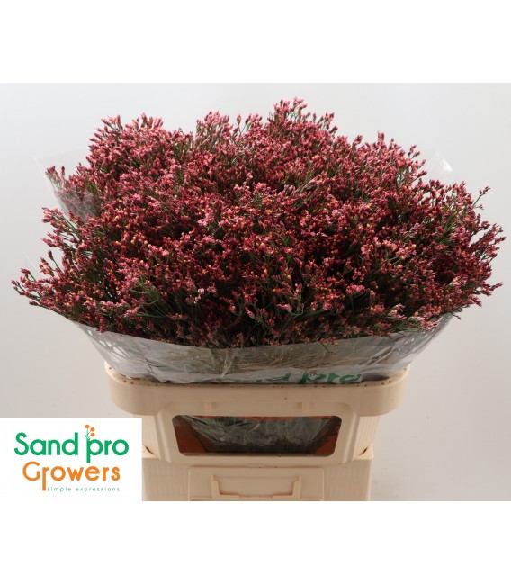 Limonium Max Diamon 60 cm fuchia foncé