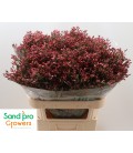 Limonium Max Diamon 70 cm