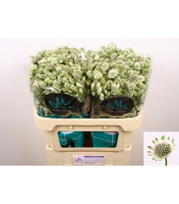 Astransia billion Star XL 60 CM