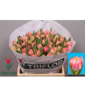 Tulipe double colombus