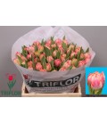 Tulipe double Ov