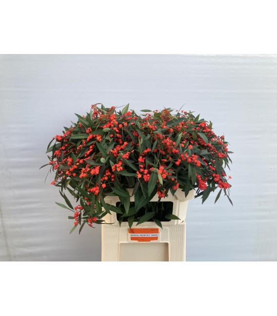 Euphorbe Red surprise 80 cm