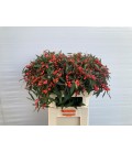 Euphorbe Red surprise 80 cm