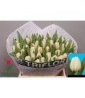 Tulipe Antartica 