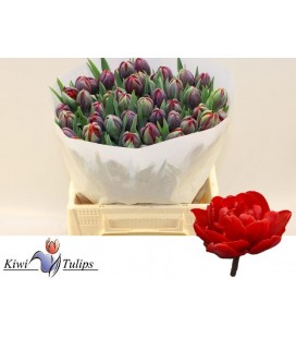 Tulipe Double Red Princess