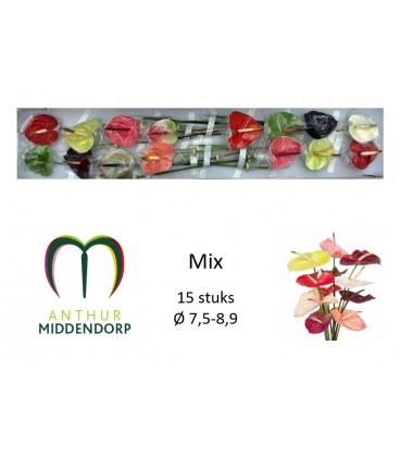 Anthurium Mix Par 15