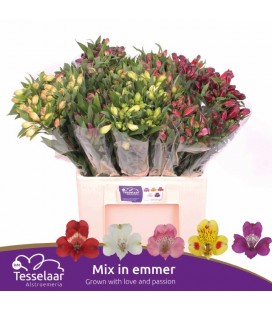 Alstromeria mix Var 60 cm (Colom )