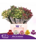 Alstromeria mix Var 60 cm (Colom )