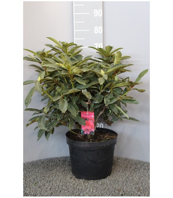 Rhododendron Hybride 50/60 Ø 29